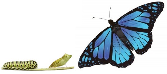 zijden-dekbed-van-rups-naar-vlinder